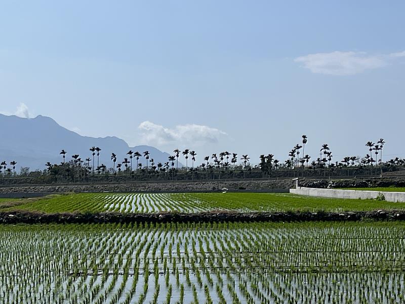 守候多年終圓夢！ 臺東縣府今日起公告「縣有耕地放領」助農民取得土地所有權
