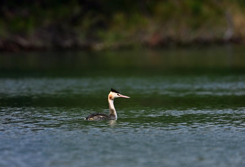 守護候鳥也守護安全 縣府籲請水域活動集中至活水湖 共同維護國家級濕地生態（照片由臺東縣政府提供）