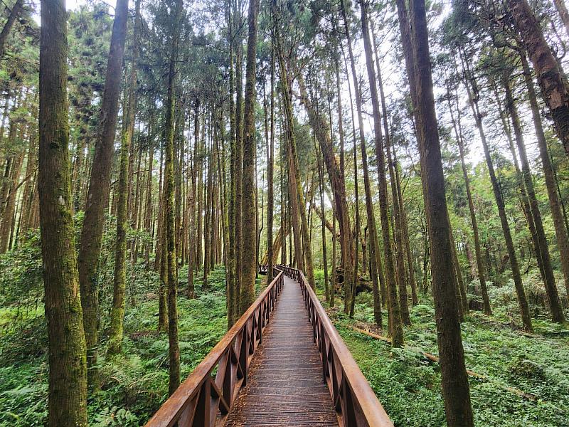 阿里山國家森林遊樂區巨木群棧道香林神木至神木車站路段整修中，請遊客事前規劃或依現場指示改道通行。