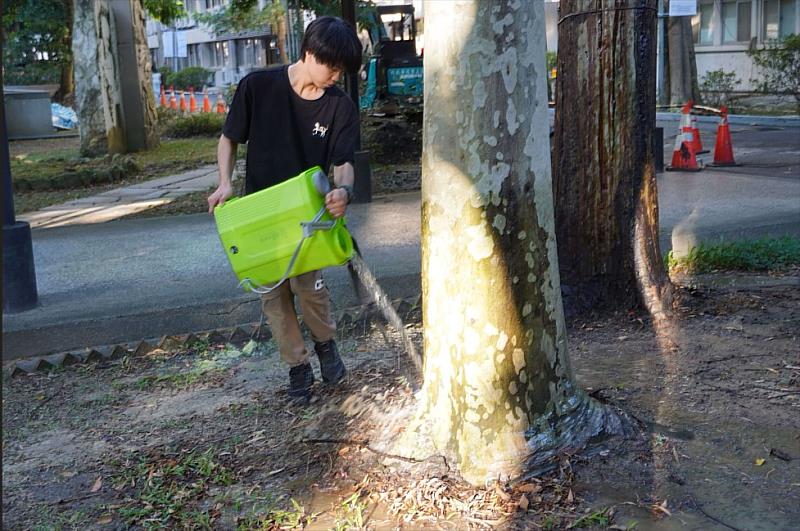 透過改良土壤菌相,不僅能改變蚊蟲棲地條件,同時強化地力,有效促進榕樹根系健康與復育。圖為根與芽社團同學協助復育榕樹。