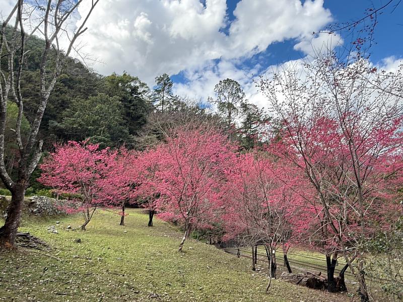 八仙山國家森林遊樂區櫻花粉嫩綻放中