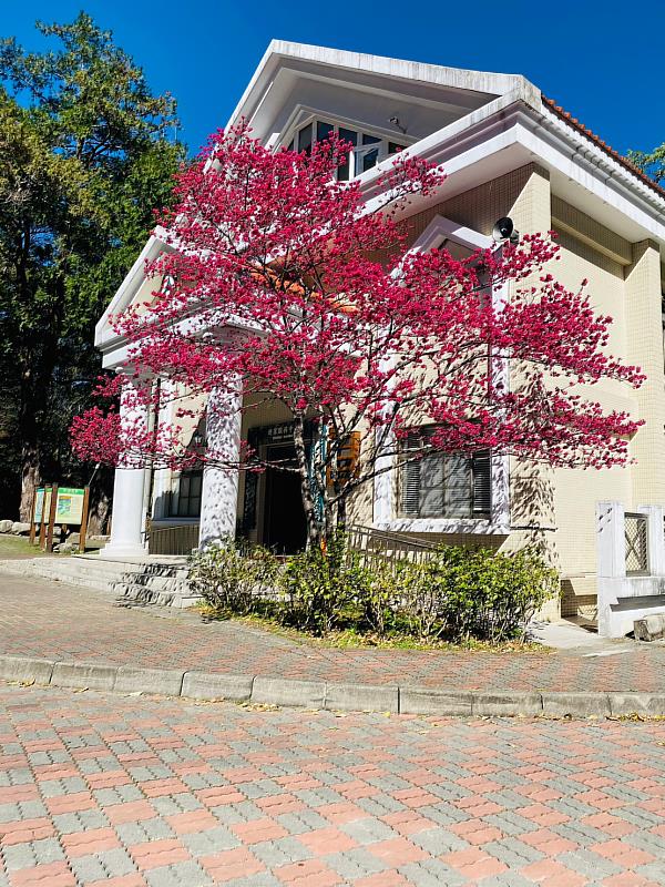 遊客中心前櫻花盛開