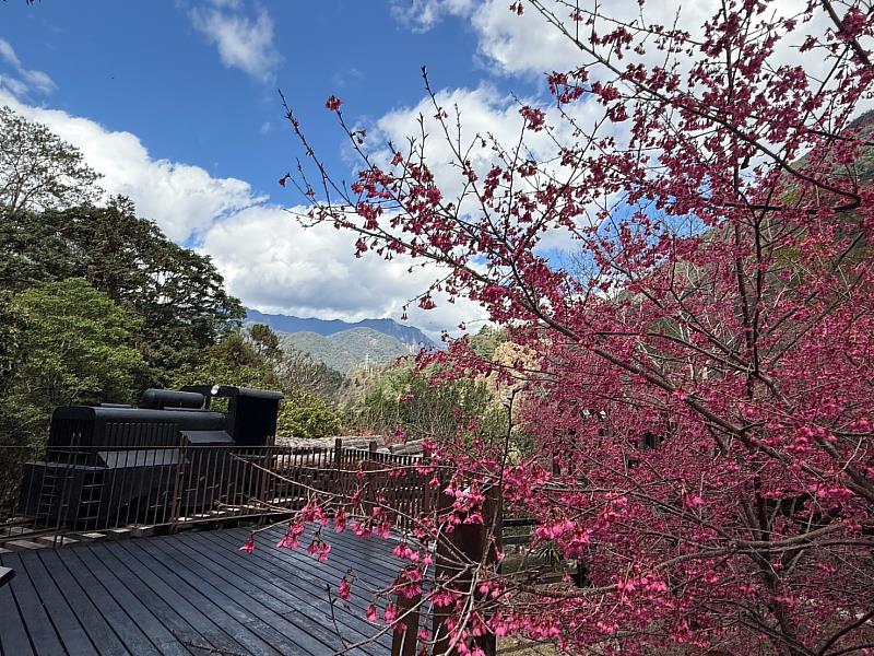 八仙山山櫻花盛開 搭臺灣觀巴輕鬆走進中部賞櫻秘境