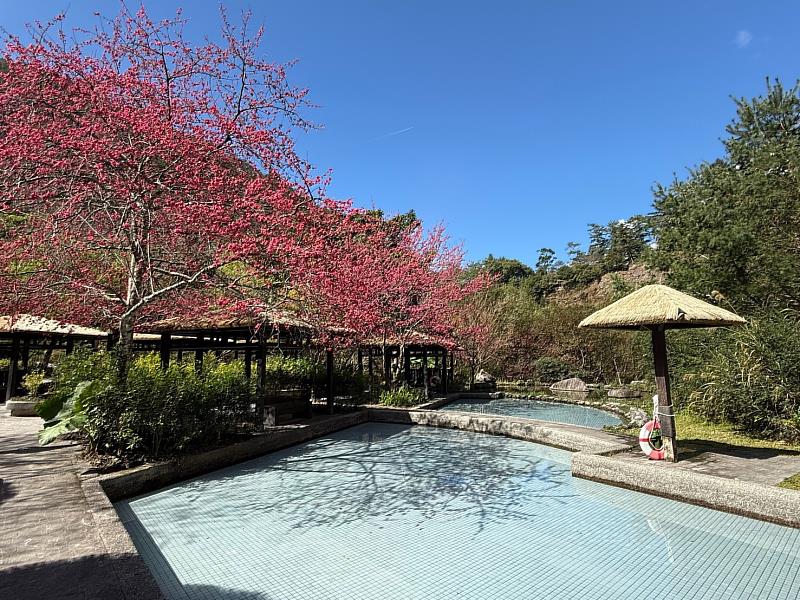 親水區周邊櫻花盛開-1