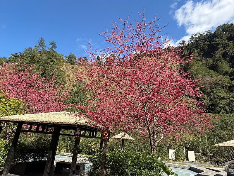 親水區周邊櫻花盛開-2