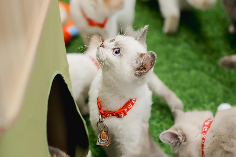 「喵星人命定配對」結果揭曉 0.65%中籤率抽出29位「鏟屎官」