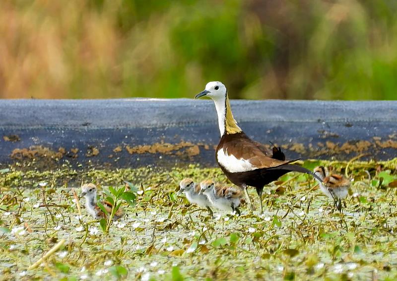 在野蓮上孵育雛鳥的水雉。(高雄市野鳥學會提供)