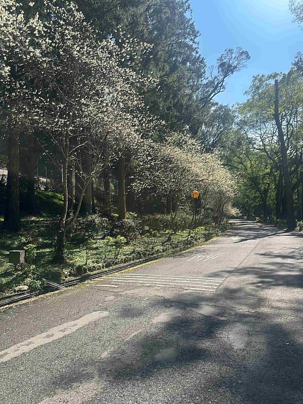 日月潭青山湖畔櫻花綻放！2026「春櫻漫遊平日一泊二食專案」浪漫登場