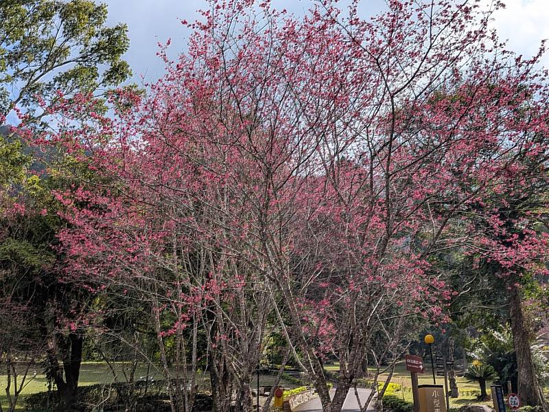 日月潭青山湖畔櫻花綻放！2026「春櫻漫遊平日一泊二食專案」浪漫登場