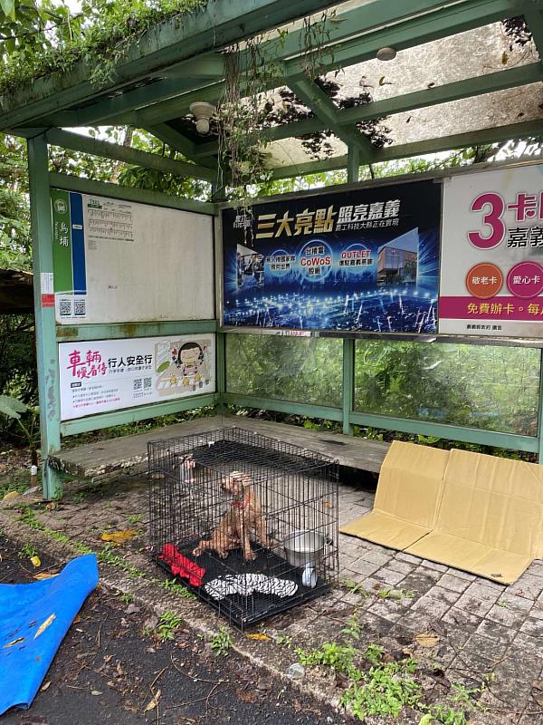 紅貴賓遭不當飼養又棄置山區 嘉畜所裁罰飼主11萬3,000元並沒入犬隻