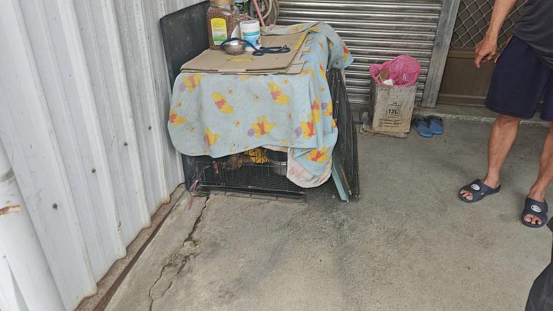 紅貴賓遭不當飼養又棄置山區 嘉畜所裁罰飼主11萬3,000元並沒入犬隻