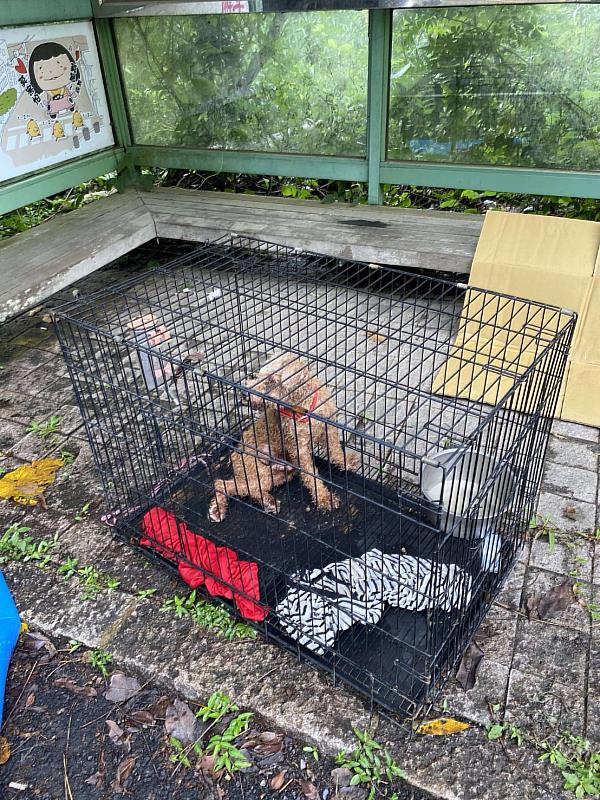 紅貴賓遭不當飼養又棄置山區 嘉畜所裁罰飼主11萬3,000元並沒入犬隻