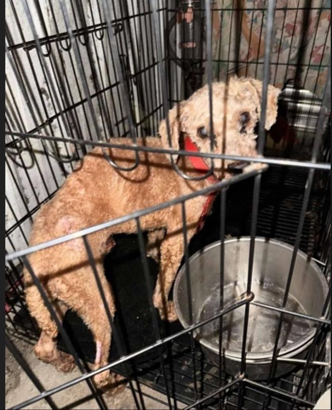 紅貴賓遭不當飼養又棄置山區 嘉畜所裁罰飼主11萬3,000元並沒入犬隻