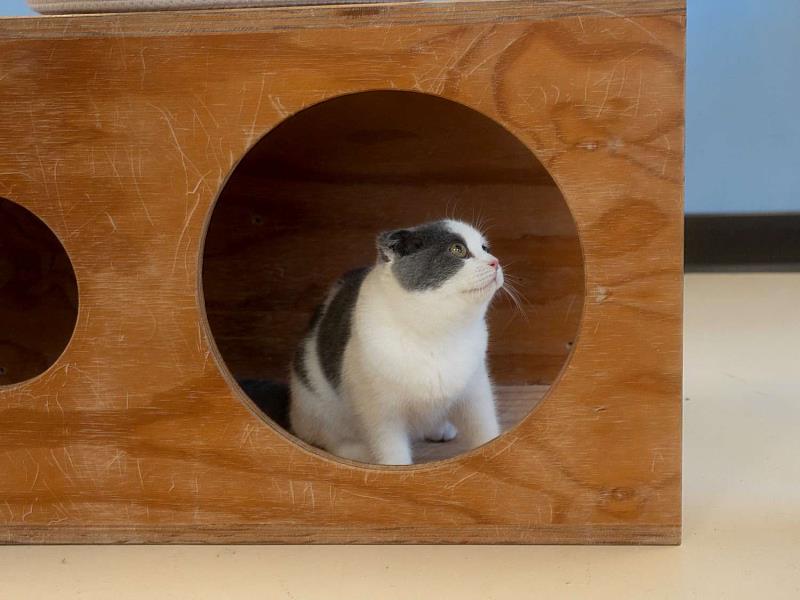 市長高虹安偕副市長邱臣遠今（10）日前往視察新竹市動物保護及防疫所。