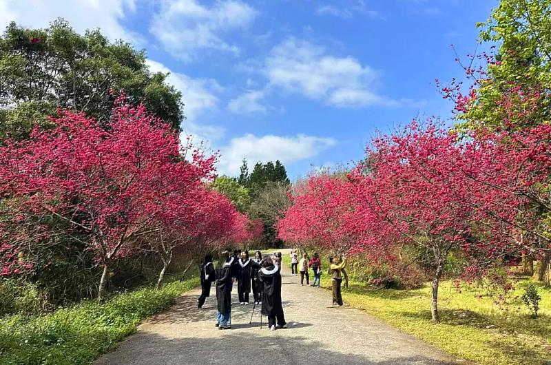 目前暨大校園櫻花已逐步盛開中,預計將於2月14日至22日的9天春節連假期間「大盛開」。
