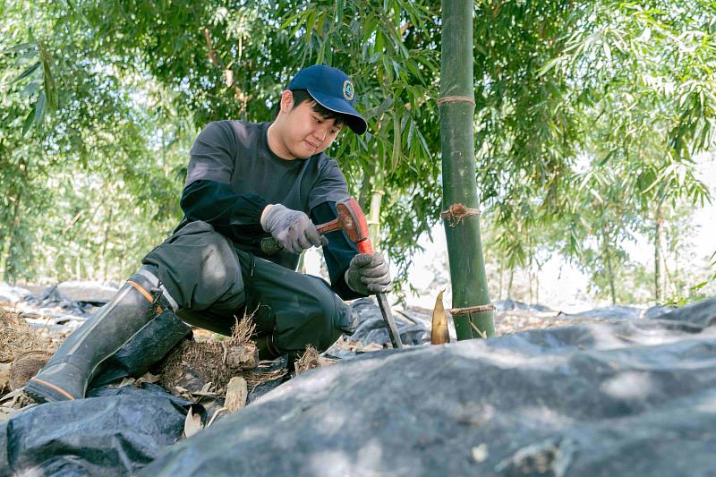 返鄉青農許耘嘉加入諸羅樹蛙生態給付行列，種植竹筍同時保育田間的諸羅樹蛙。