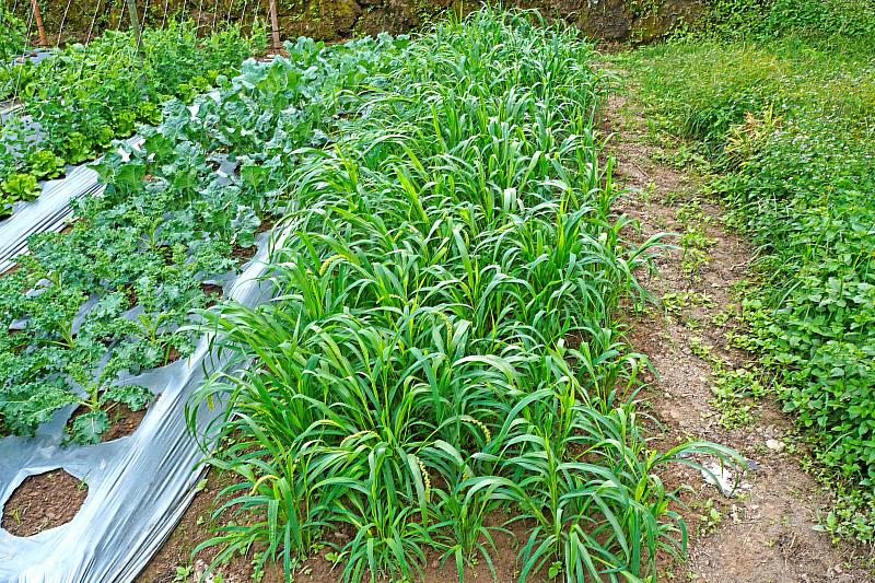 申請友善農地給付的農友於農地內栽植小米，提供山麻雀食源。