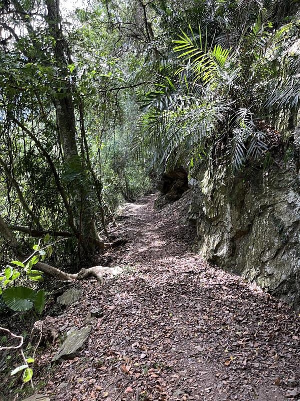 梭行於闊葉林中的古道。