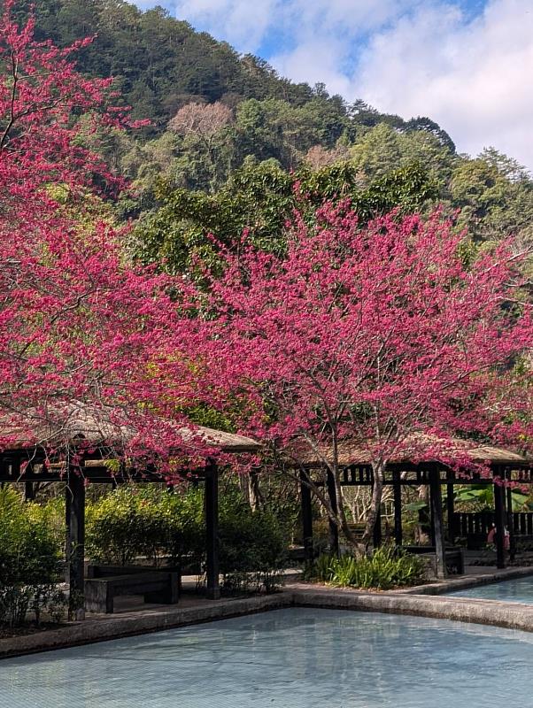 八仙山親水區櫻花盛開