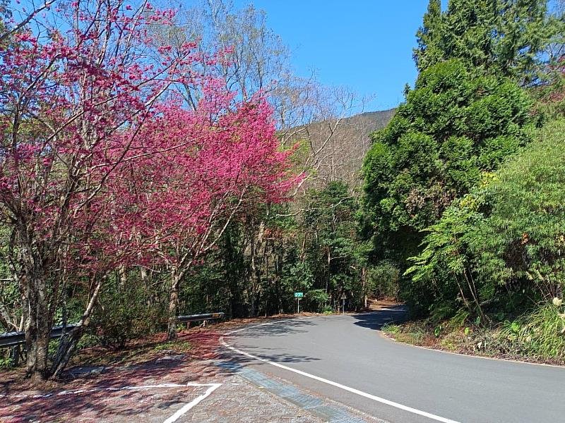 櫻花綻放山林間 馬年春節暢遊中部森林遊樂區