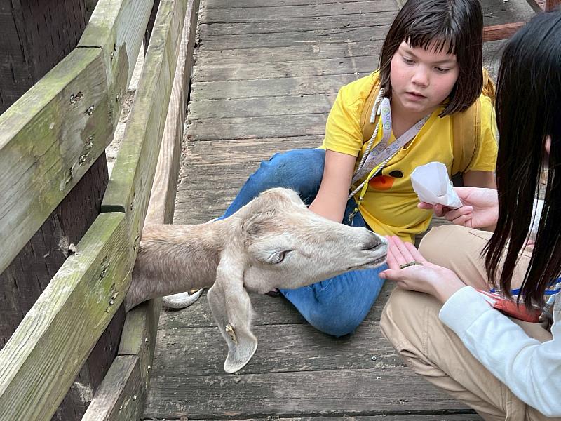 結合飛牛牧場場域特色，苗栗救國團新推出「牧野冒險王．星野大地探索營」。