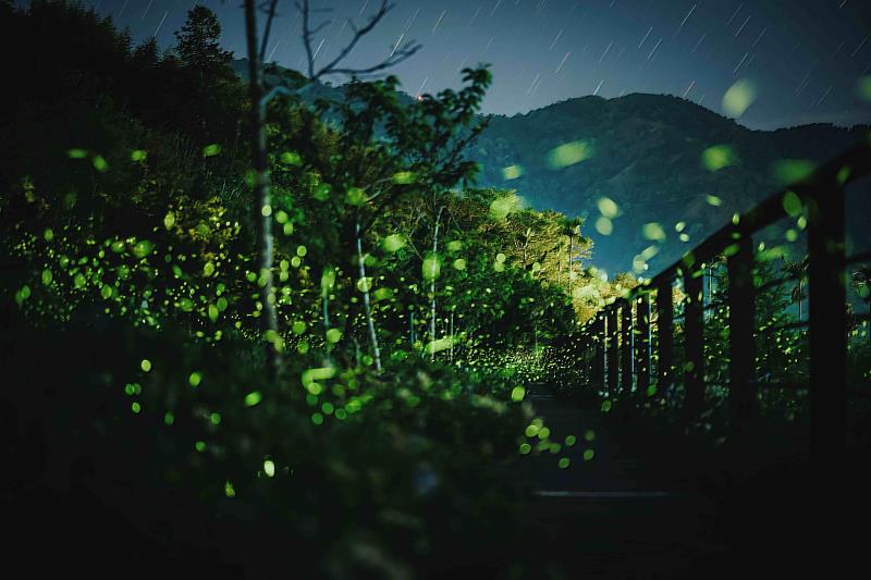 瑞里．戀戀螢光復育地(資料照)