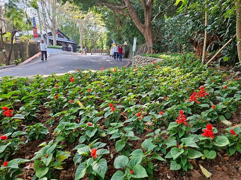 為迎接農曆春節，新竹市政府於多個重要交通節點及城市門戶完成年節草花佈置。