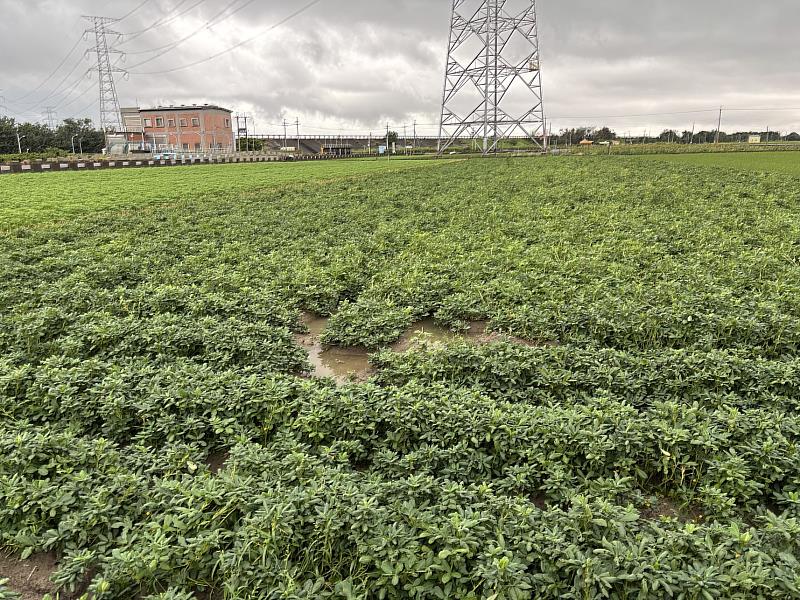 國產落花生具有新鮮質優之在地優勢。