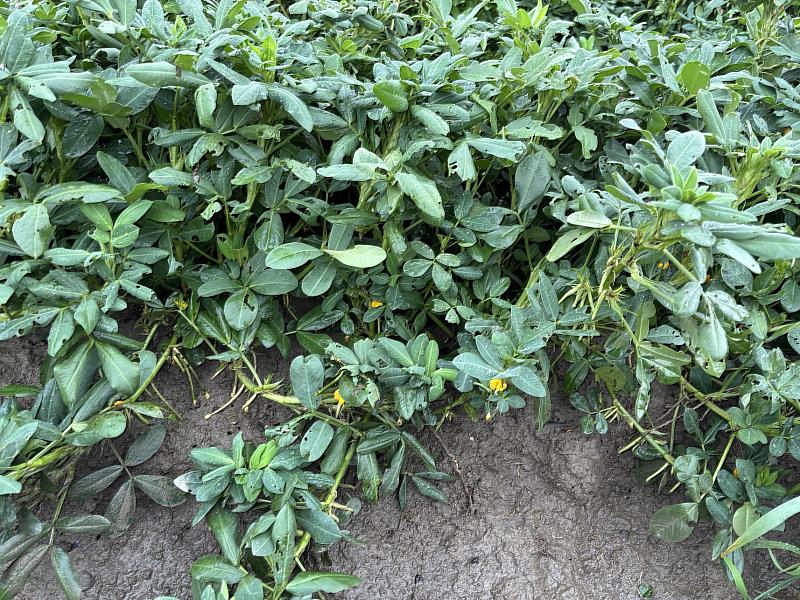 農糧署持續輔導國產落花生產業升級。