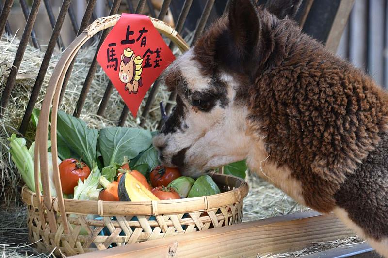 草泥馬（羊駝）大啖繽紛蔬果年菜。