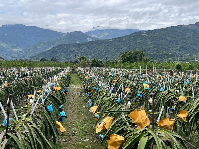 減輕農民災損衝擊 臺東縣政府推出縣有耕地租金主動減租措施