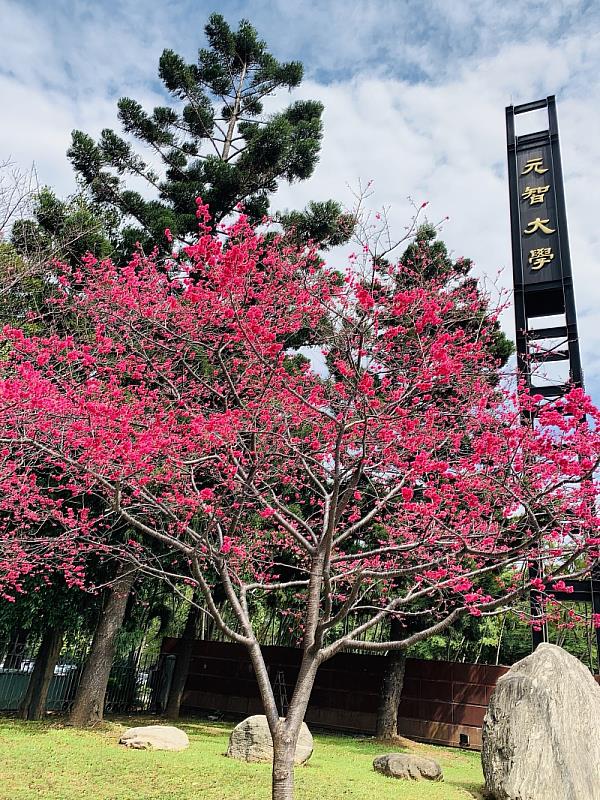 元智校景。