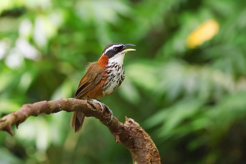 小彎嘴畫眉是大雪山樹叢裡的躲貓貓高手，時常只聞其聲，不見其影。（照片提供：社團法人台灣野鳥協會吳志典）