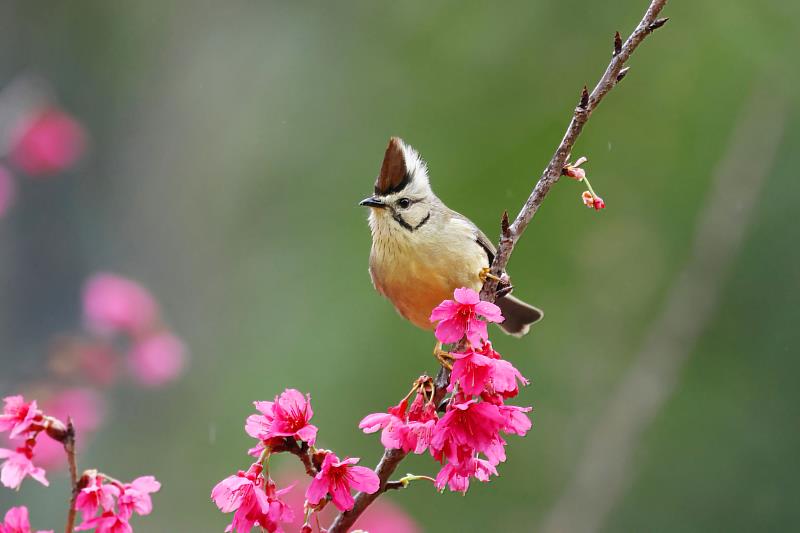 頂著龐克頭的最美迎賓員－冠羽畫眉，是大雪山常見的特有種鳥類之一。（照片提供：社團法人台灣野鳥協會吳志典）