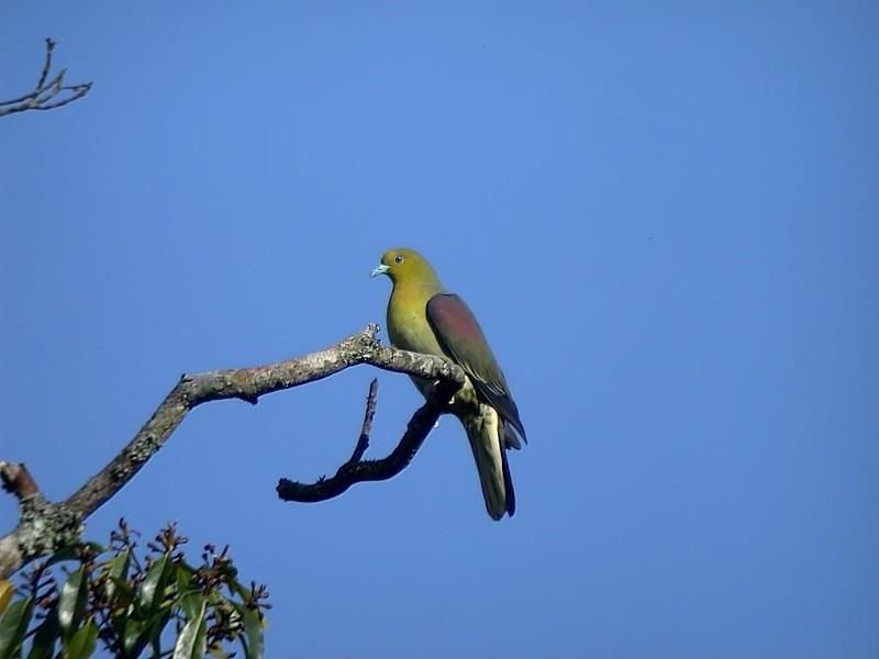 聽見綠鳩的悠遠「長笛音」了嗎？快來大雪山尋找牠的身影。（照片提供：社團法人台灣野鳥協會）