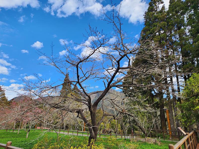 櫻王預計3月中至3月底盛開。