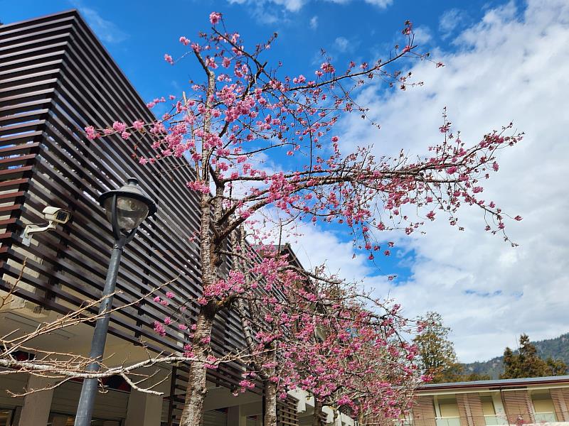 香林服務區及阿里山工作站前阿龜櫻已開花約4成，預計3月上旬盛開。
