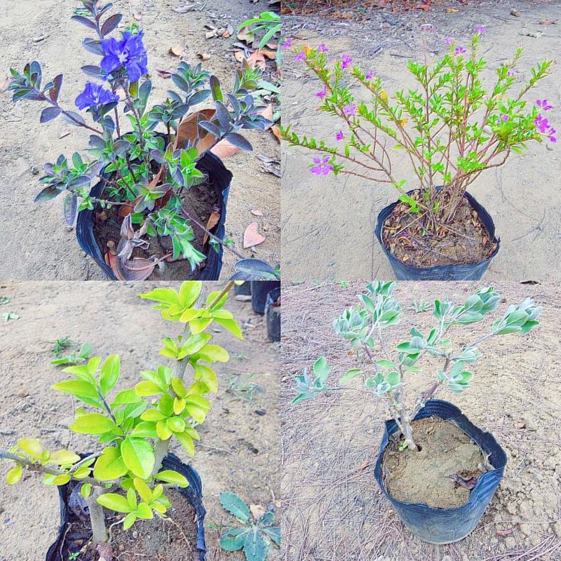 竹市府提前啟動公墓除草作業 贈小盆栽鼓勵分流掃墓