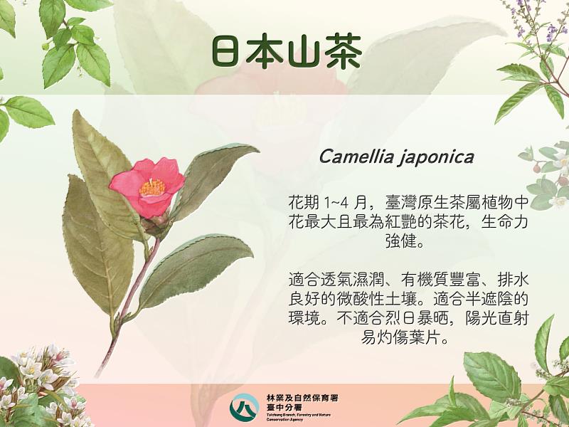 日本山茶介紹。