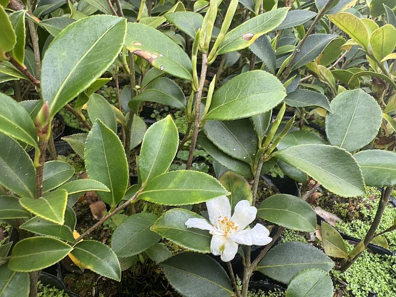 短柱山茶,花為白色,種子含油綠高,可用於榨油。(林業及自然保育署臺中分署提供)