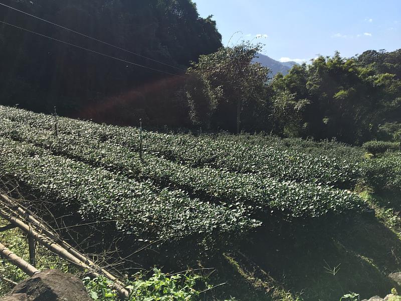 文山區包種茶園。
