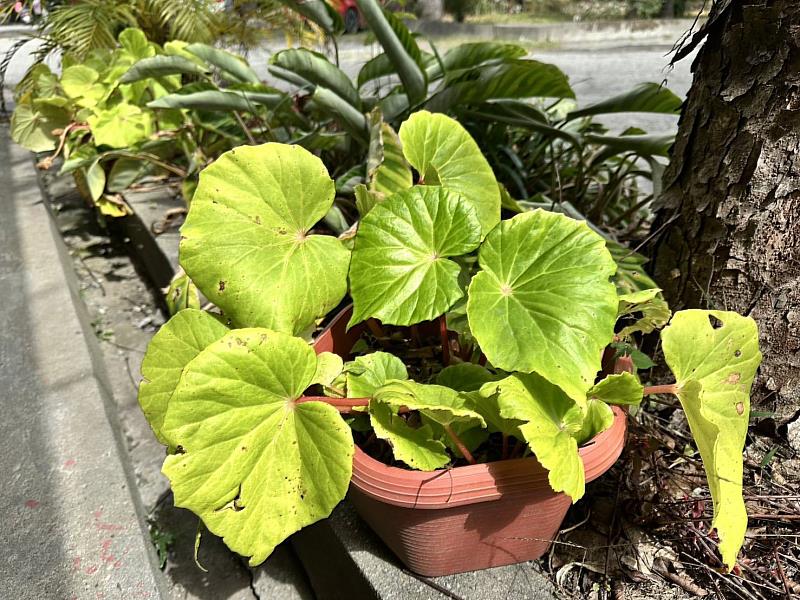 水鴨腳秋海棠。