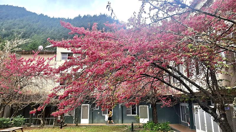 武陵國家森林遊樂區之武陵山莊內櫻花盛開(照片：林業及自然保育署臺中分署)