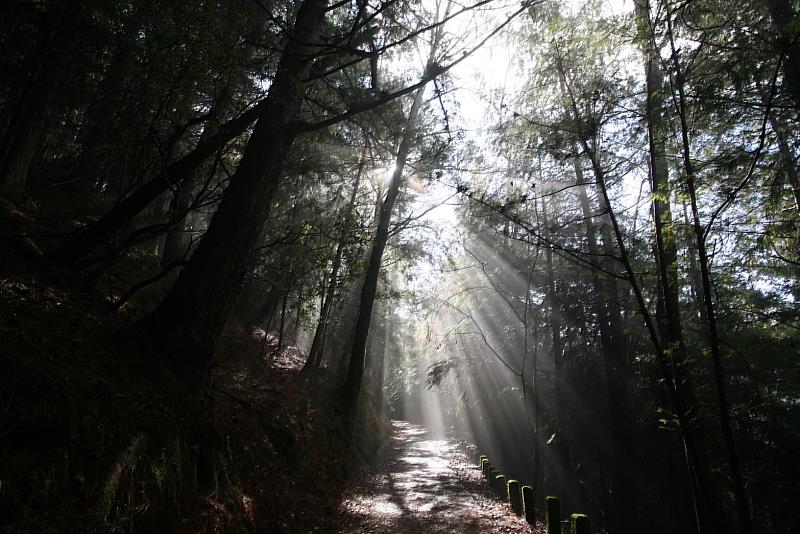 清晨的桃山步道，陽光灑落、芬多精環繞，讓身心靈在森林懷抱中徹底放鬆(照片：林業及自然保育署臺中分署)