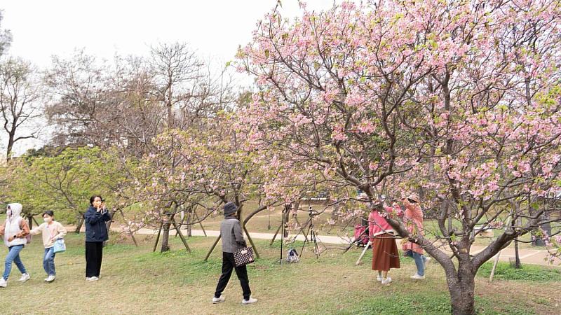 高虹安市長邀民眾走進新竹公園賞櫻。