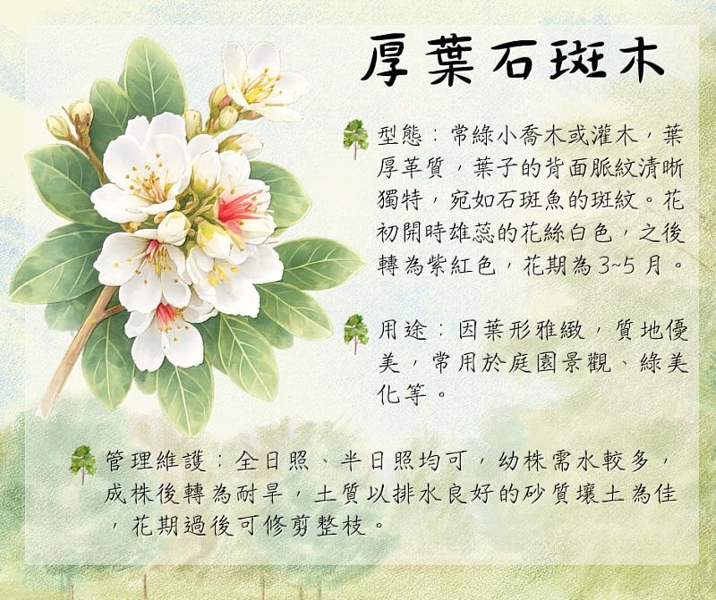 厚葉石斑木