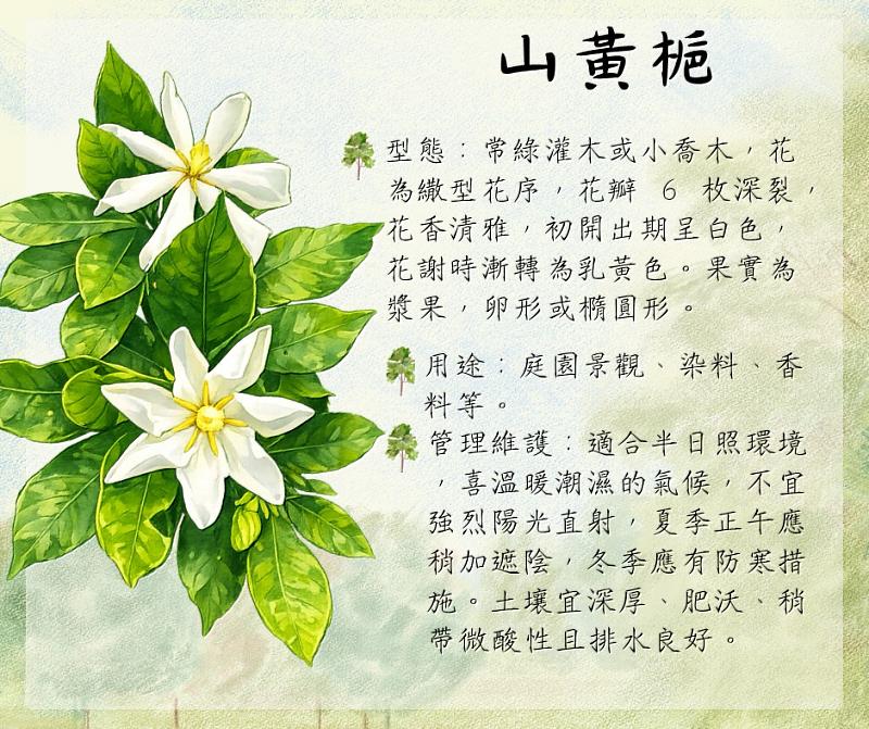 山黃梔