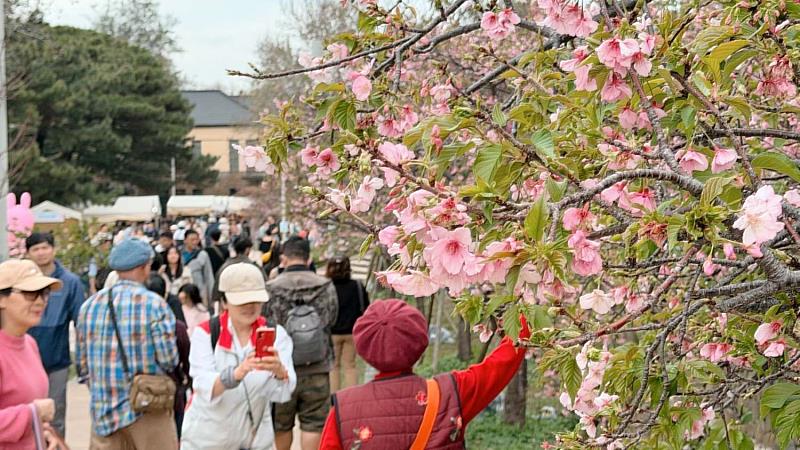 2026新竹市賞花季首週吸引超過3萬人次。