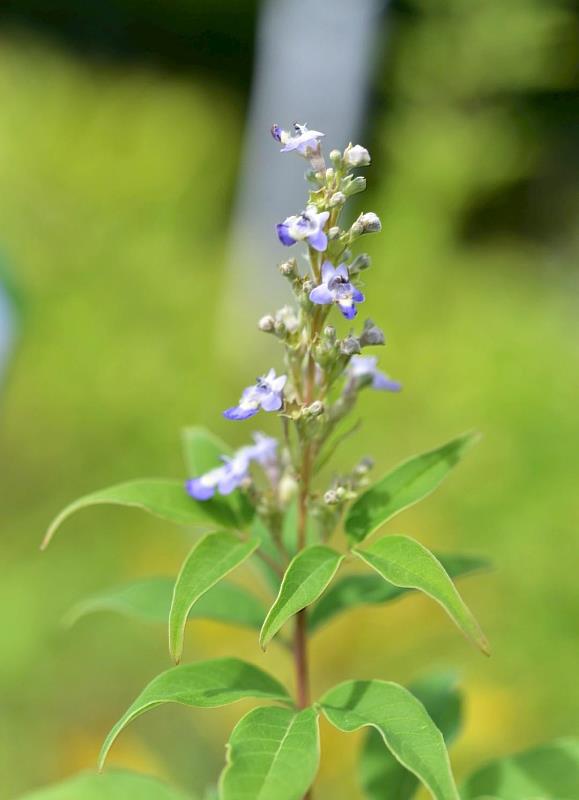 屏東分署提供黃荊（屏東分署拍攝）