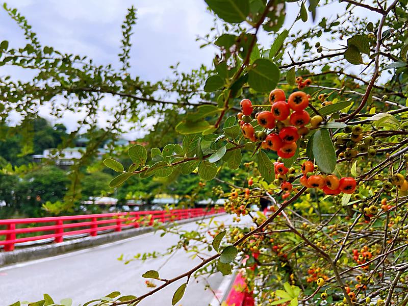 臺東分署提供台東火刺木（臺東分署拍攝）